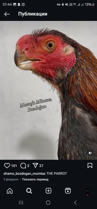 Xon azill parrot индийски азил