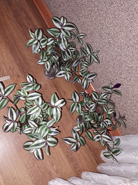 Продаю зебрины серебристые