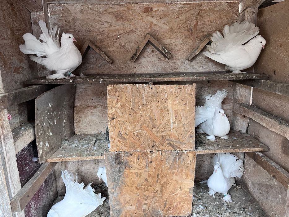 Porumbei voltati indieni