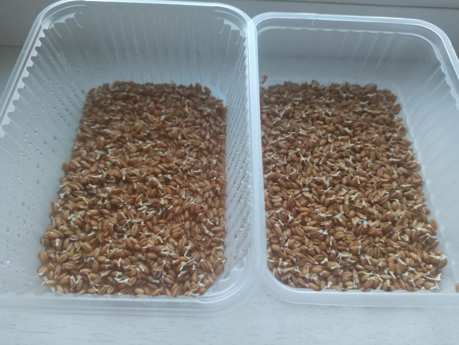 Проростки пшеницы, ячменя, ржи и зелёной гречки (лоток)