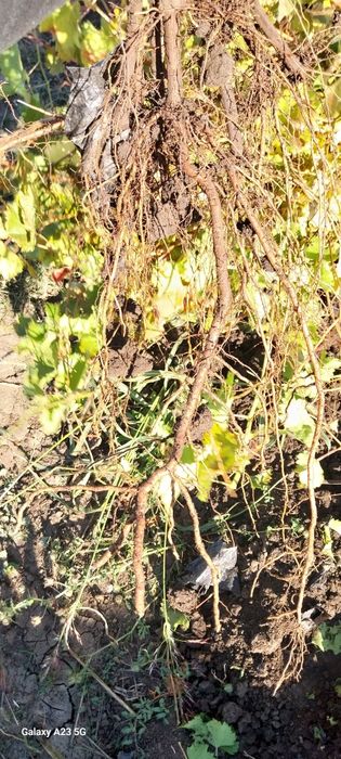 Butasi viță de vie