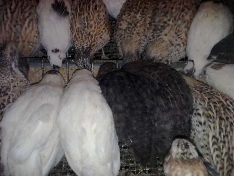 Prepelite tineret,oua pentru consum si tratament proaspete.