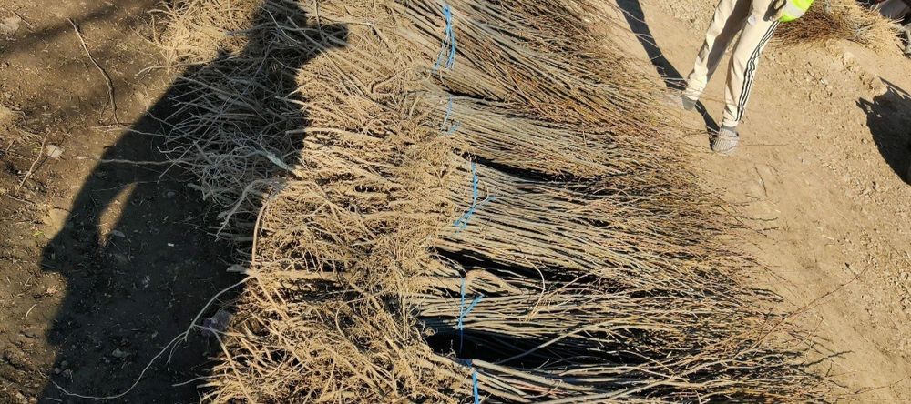 Vând puieți salcâm brad mesteacan pin brad