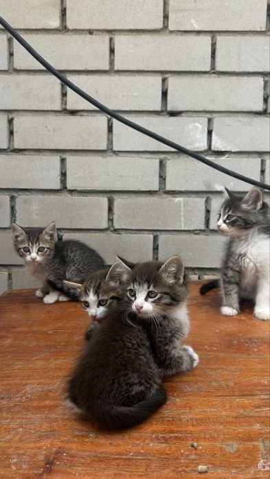 Котята 2кота/2кошки