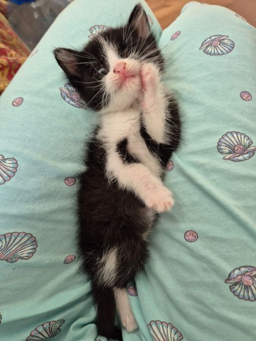Котенок в добрую семью