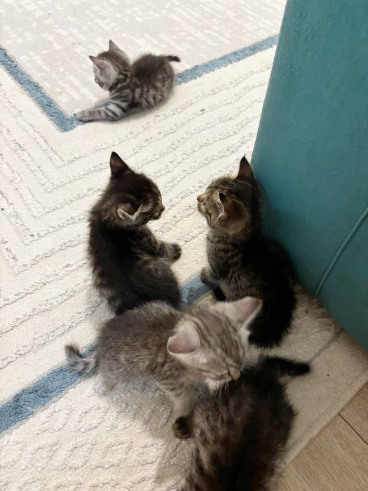 Котята скоттиш страйт