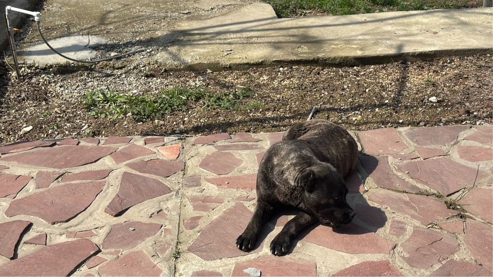 Коне корсе 9 месячный