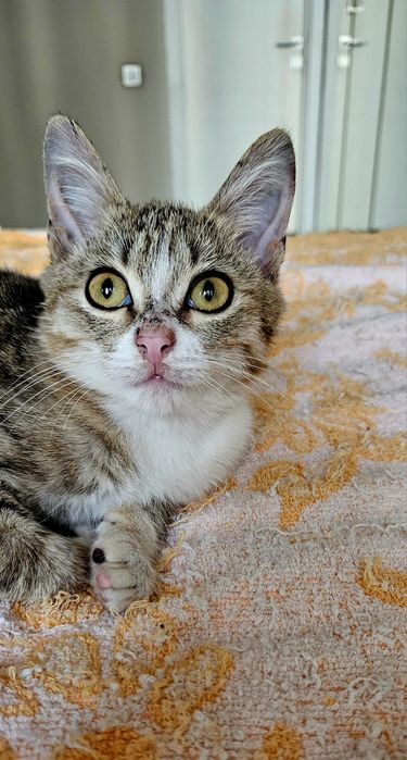 Ласковый котопесик ищет хозяина!