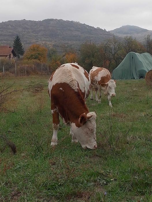 Vând  juninca  gestanta și o vitea
