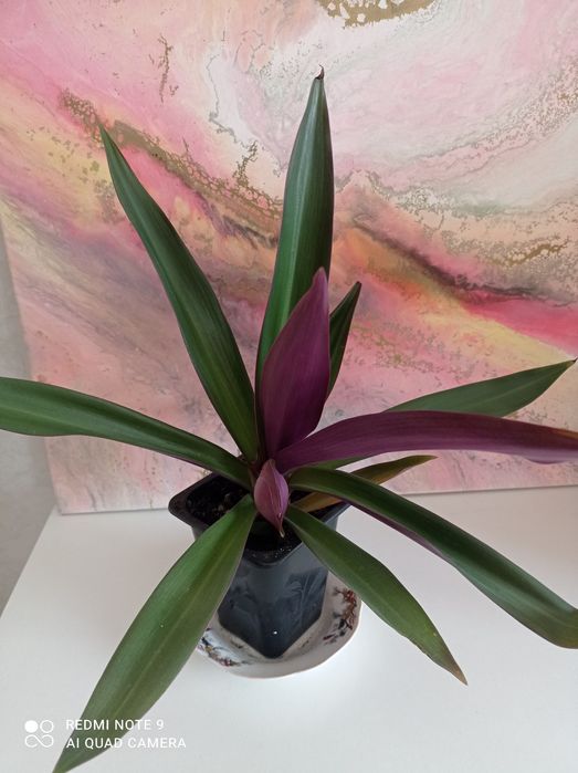 Традесканция  Рео