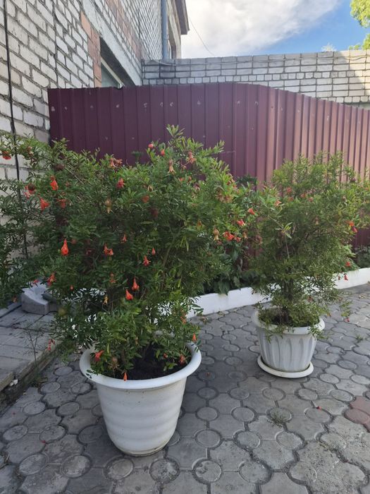Продам.    гранат