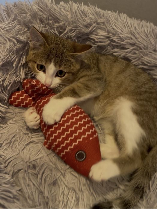 Котенок в ответственные руки