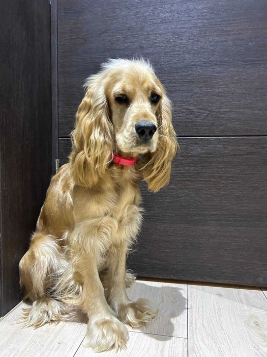 Срочно в добрые руки Английский кокер спаниель девочка годик