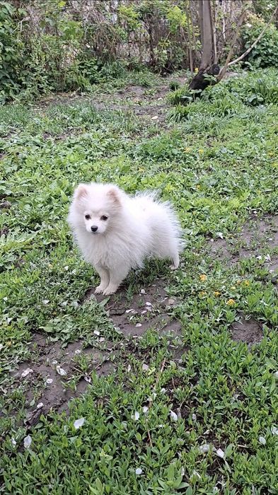 Щеночек Померанский Шпиц