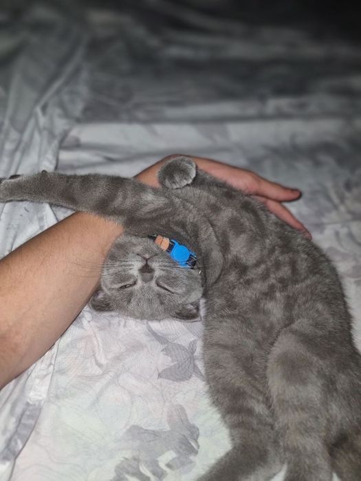 Шотландские Скоттиш Фолд Vyazka