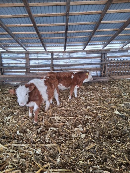 Doi taurași de vânzare