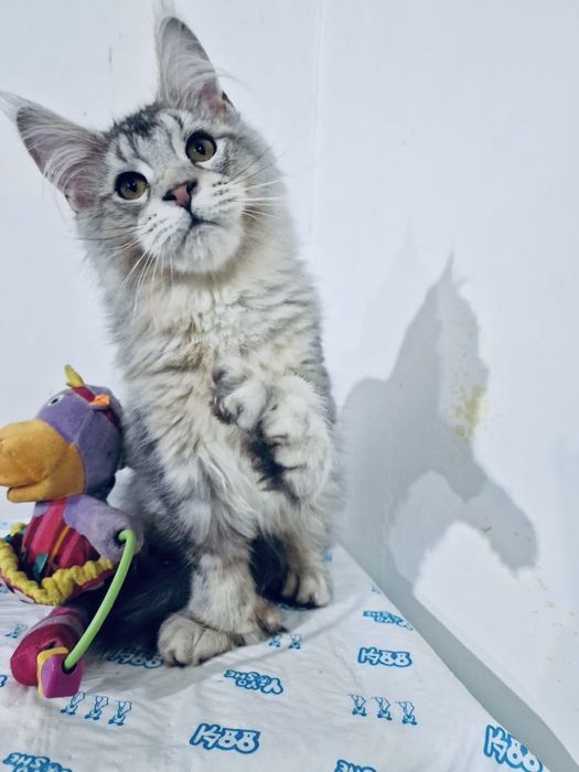 Котенок Мейн Кун