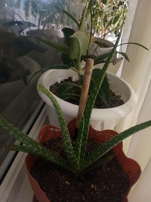 Лечебное алоэ чисто символически