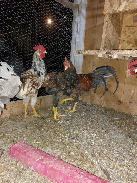 Gaini de rasa tineret și adulte