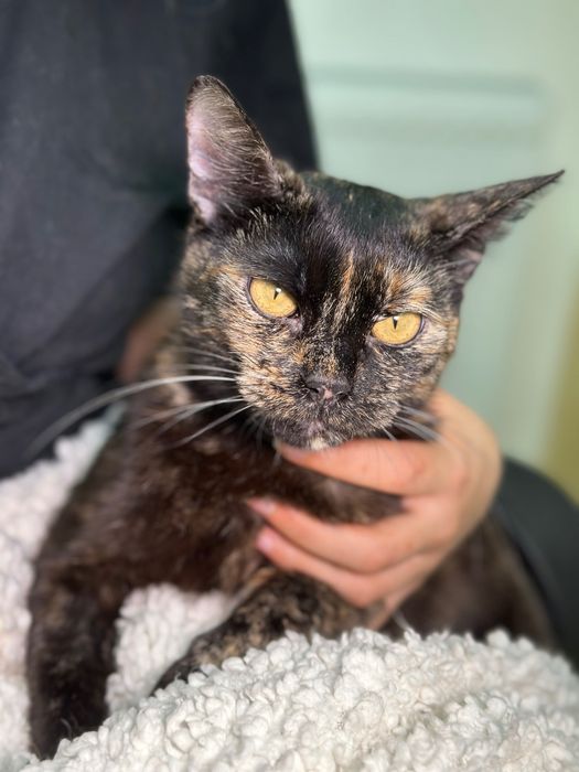 Adoptie pisicuta tortie 1 an și jumătate București