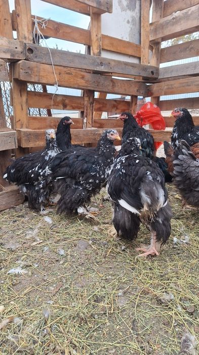 Продам кур брамма