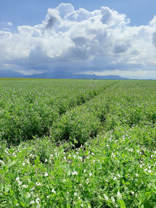 Vând mazăre furajera