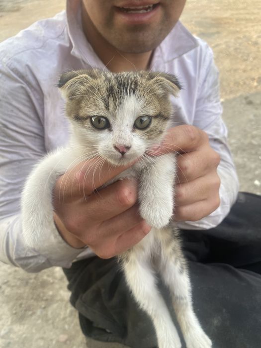 Кошка шотланские