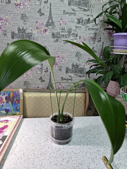 Продам женское счастье. Эухарис.