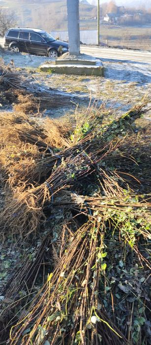 Puieți salcâm frasin tei fag carpen stejar mesteacăn plop brad molid