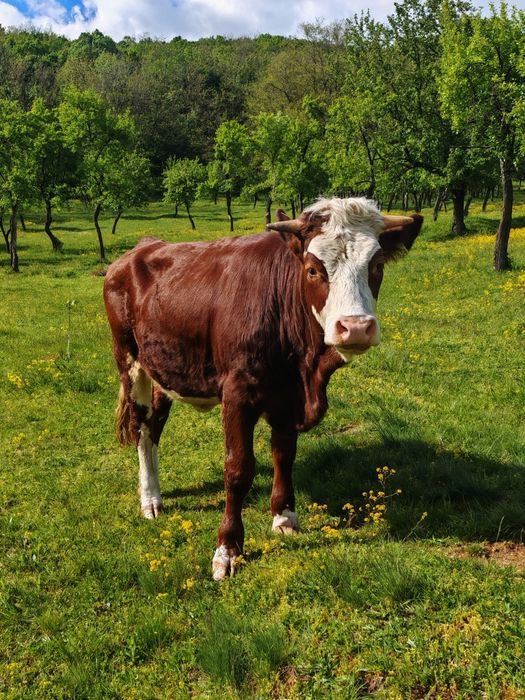 Vând bălțată românească