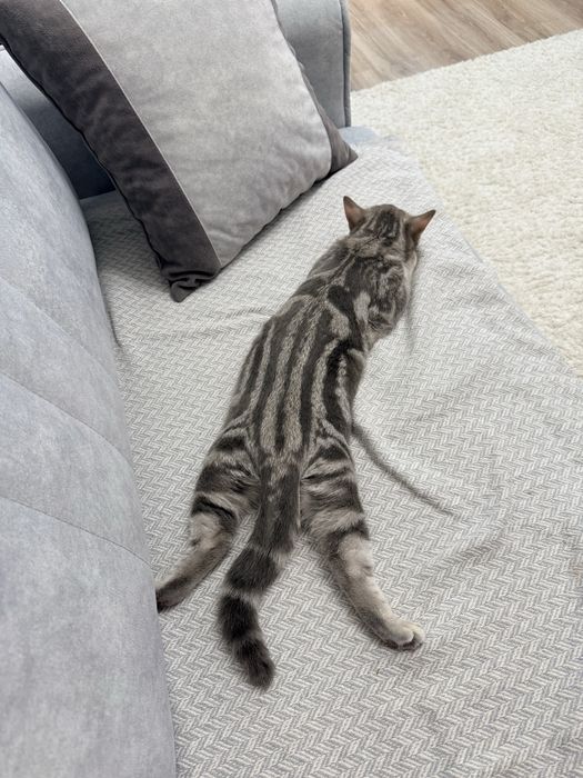 Шотландский котенок