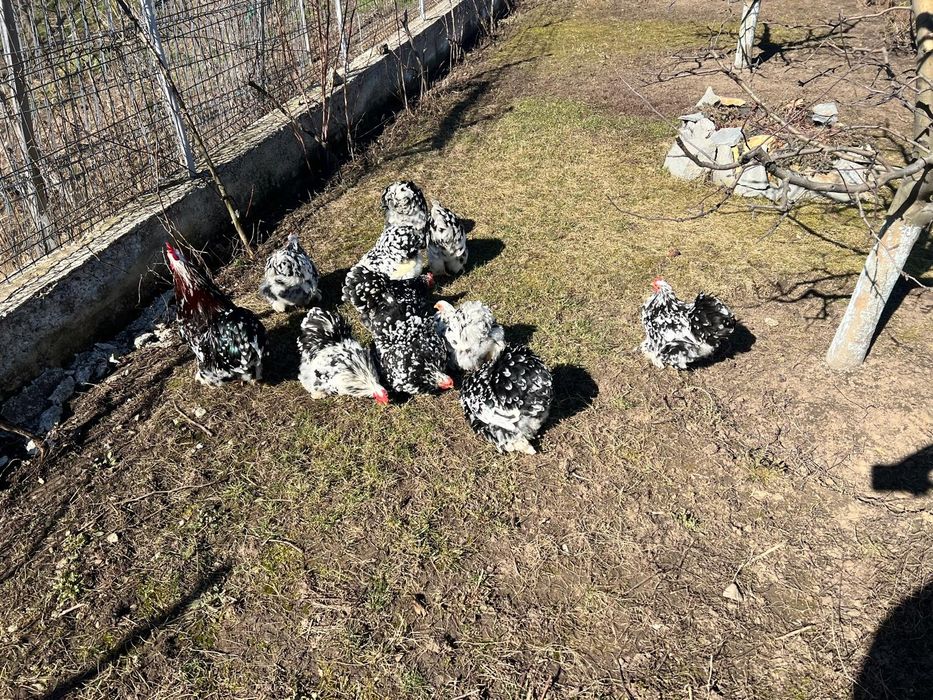 Vând Cochinchina pitic