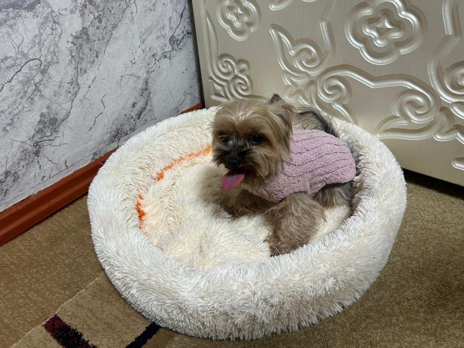 Продам собачку домашняя