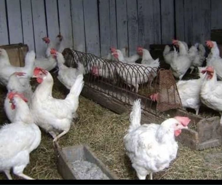 Куры                                                           несушки