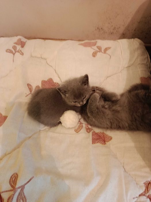 Британска котка