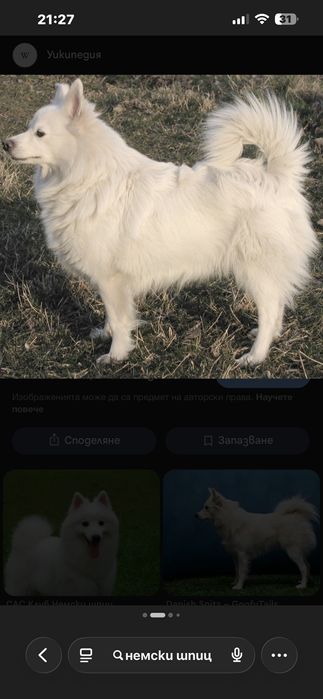 Снимка на куче да продавам