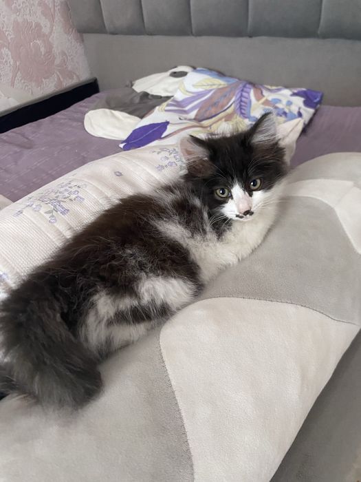 Отдам котенка в добрые руки