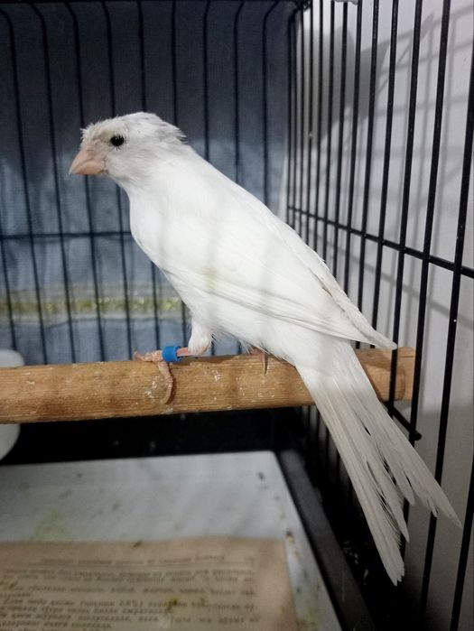 Kanareka chubli oq nar sotladi