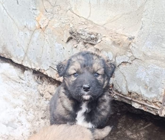 Пристраеваются щенята