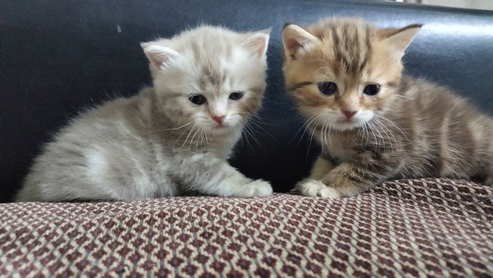 шотландские котята