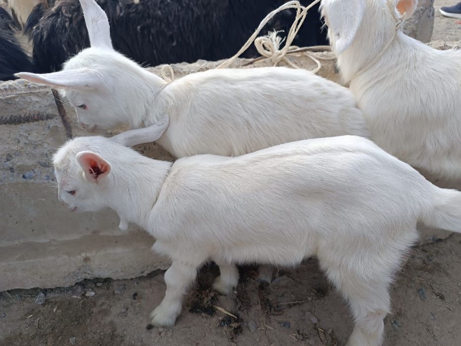 Ешкінің лақтары сатылады.