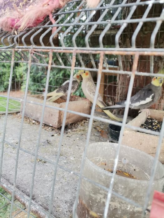 Vând ninfe de anul asta