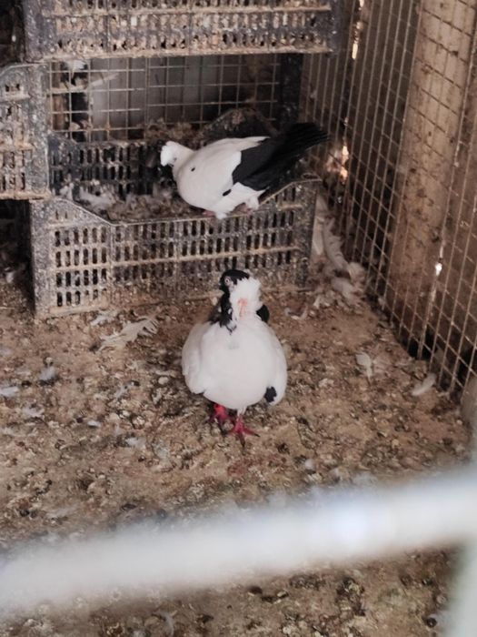 Монарх кабутар. Продается