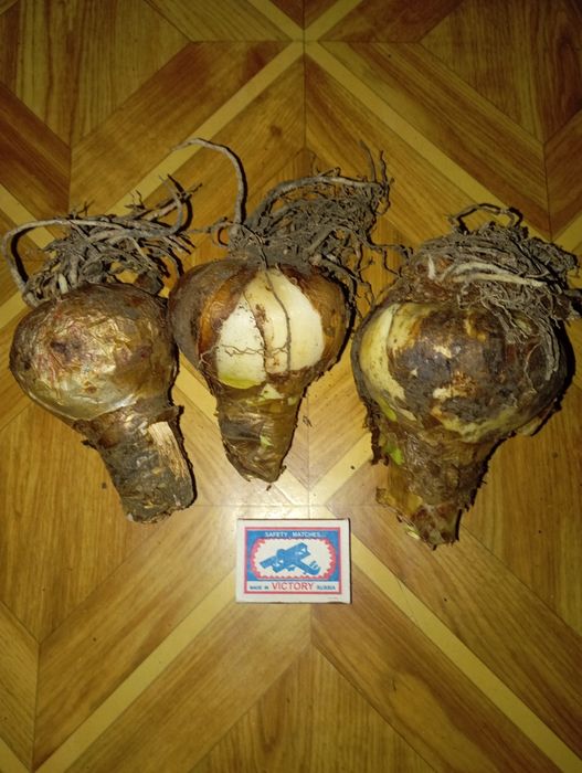 Продам луковицы гиппеаструма