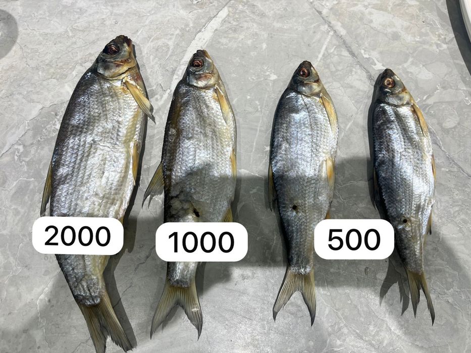 Тот самый рыбец! Жирный, малосольный, тает во рту