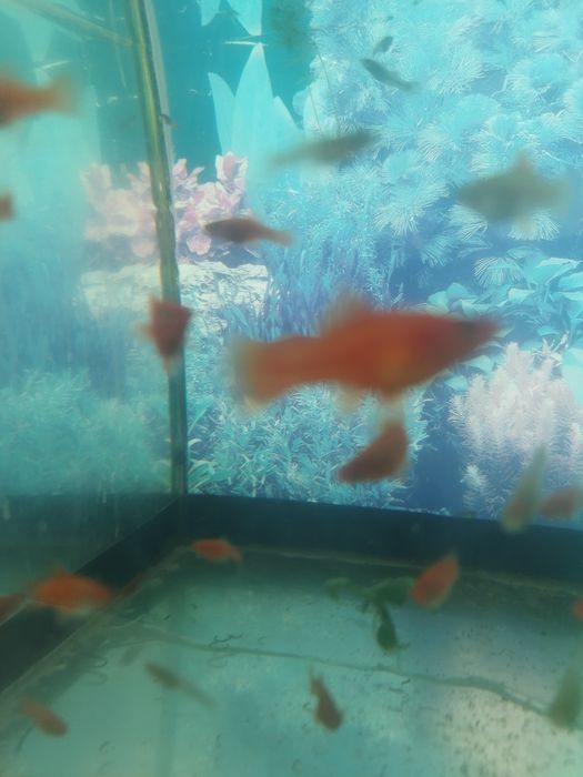 Меченосецы подмостки