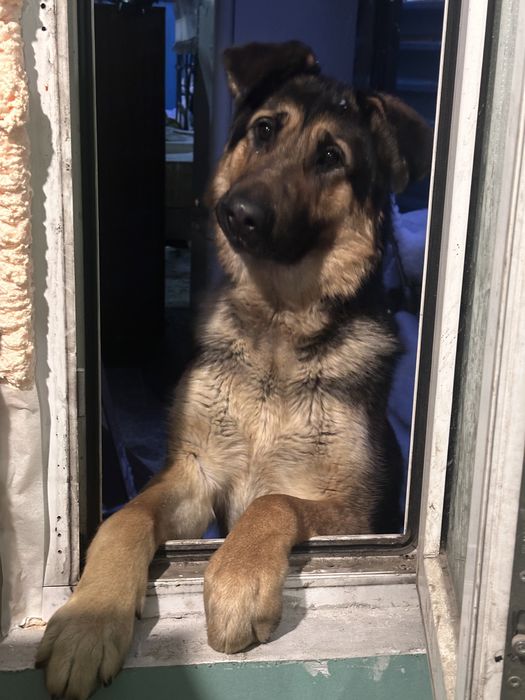 Породистая овчарка