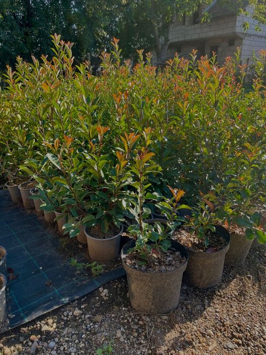 Leylandi/Laur/Photinia/Thuia