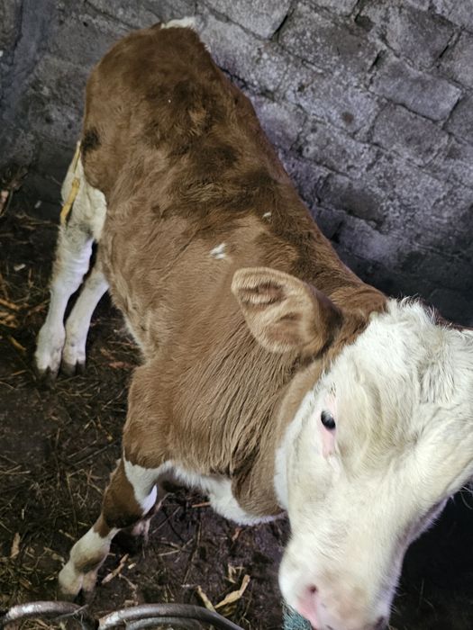 Vand vitel de 2 luni jumate