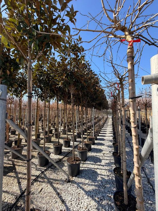 Plante pentru Curți și Grădini cu Aspect Natural